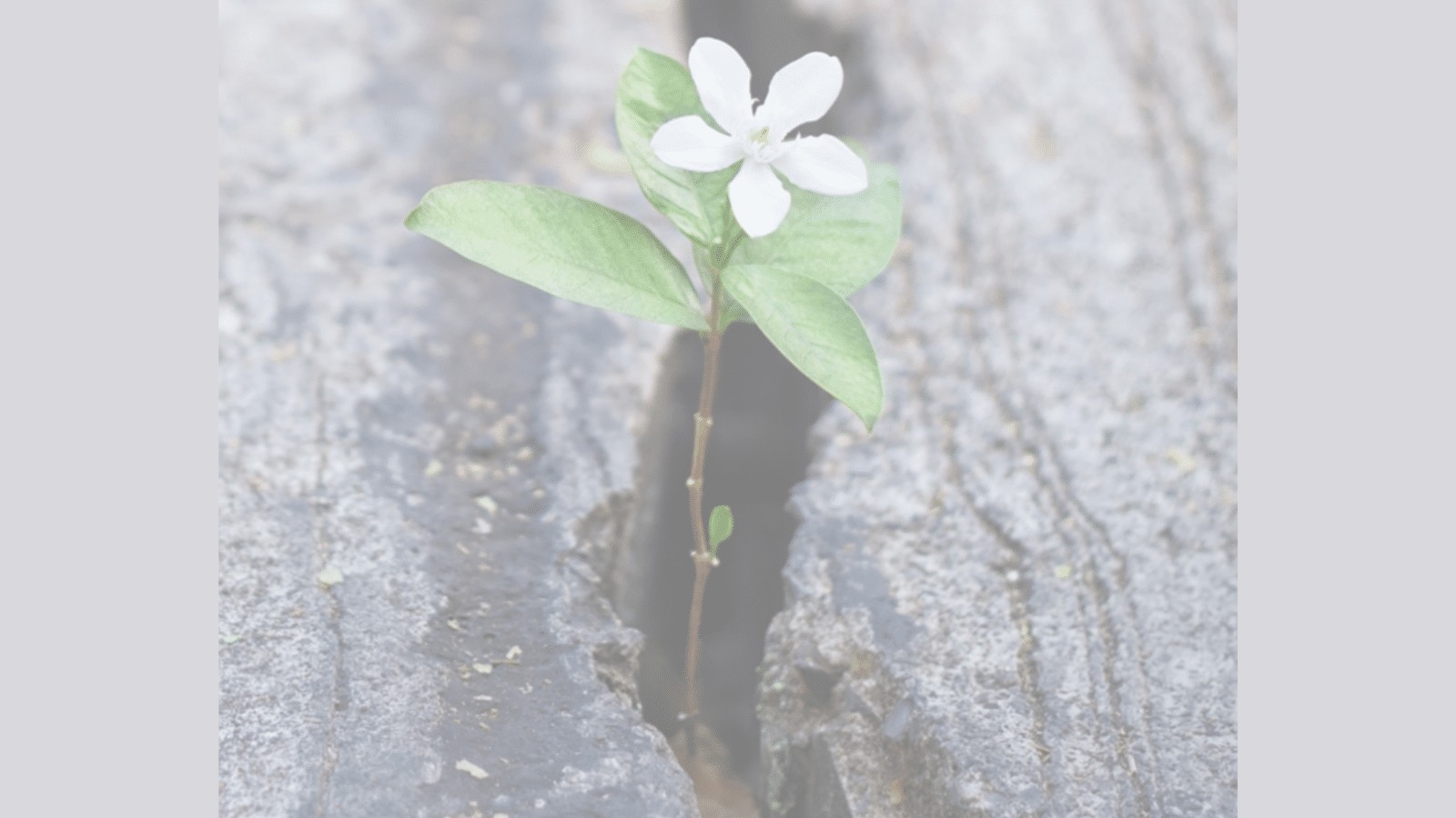Flower growing in crack