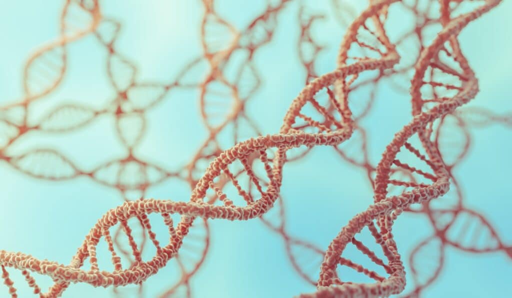 DNA molecules in chromosomes.