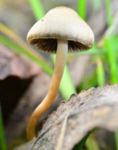 Mushroom psilocybe bohemica